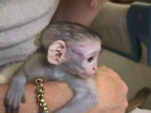 1213629-cute-baby-capuchin-monkeys-for-adoption_1 (1)